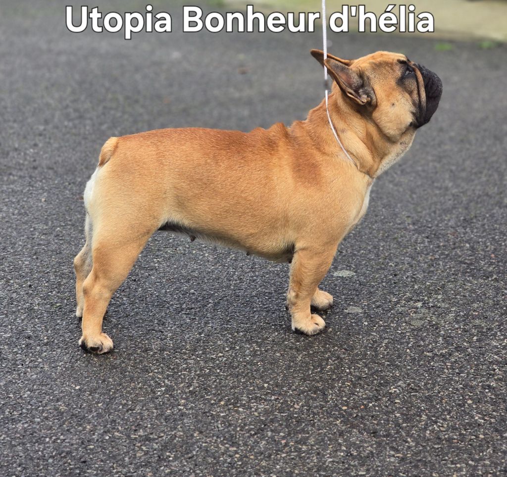 Utopia Bonheur D'Helia