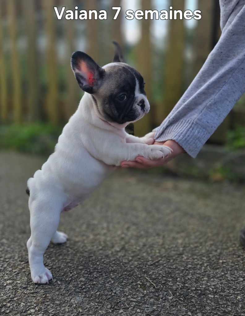 Bonheur D'Helia - Chiot disponible  - Bouledogue français