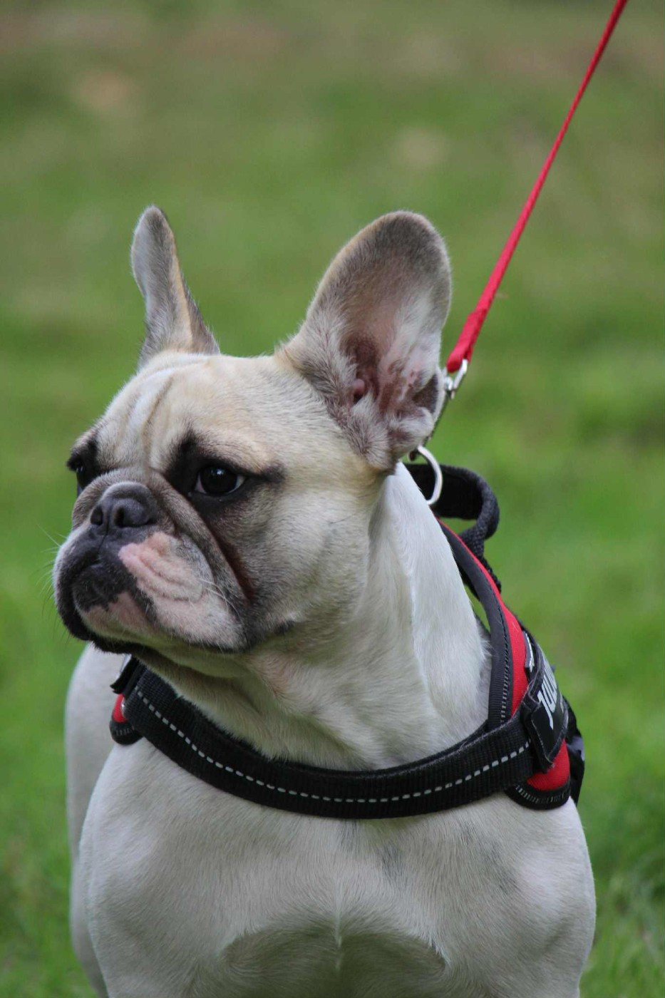 Valkyrie Bonheur D'Helia