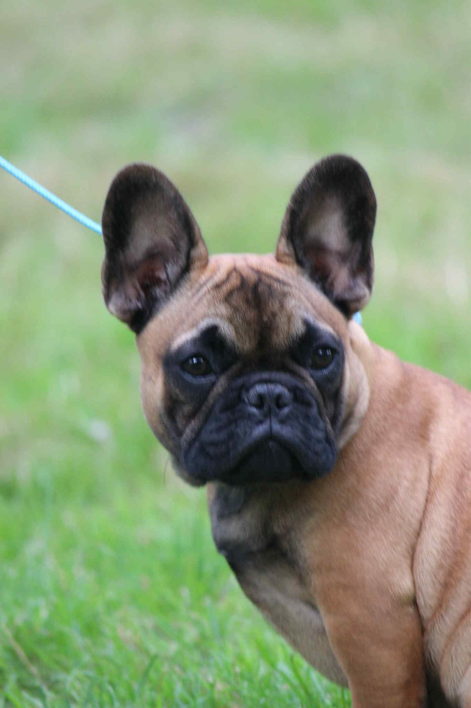 Arlo Bonheur D'Helia