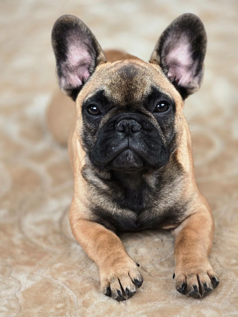 Arlo Bonheur D'Helia