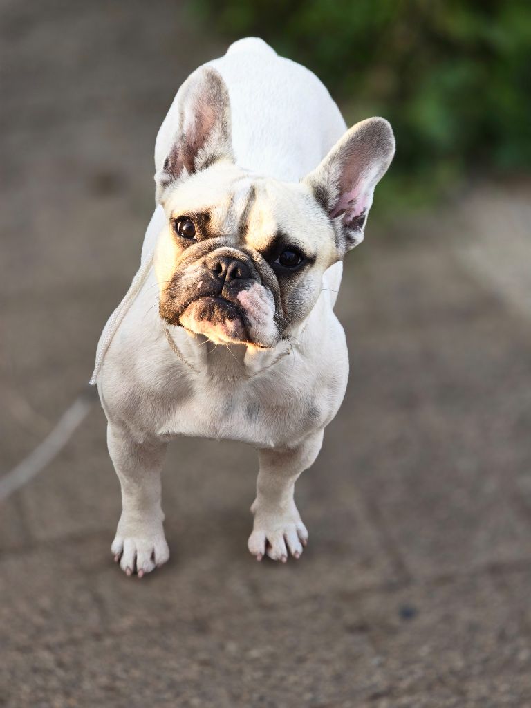 Valkyrie Bonheur D'Helia