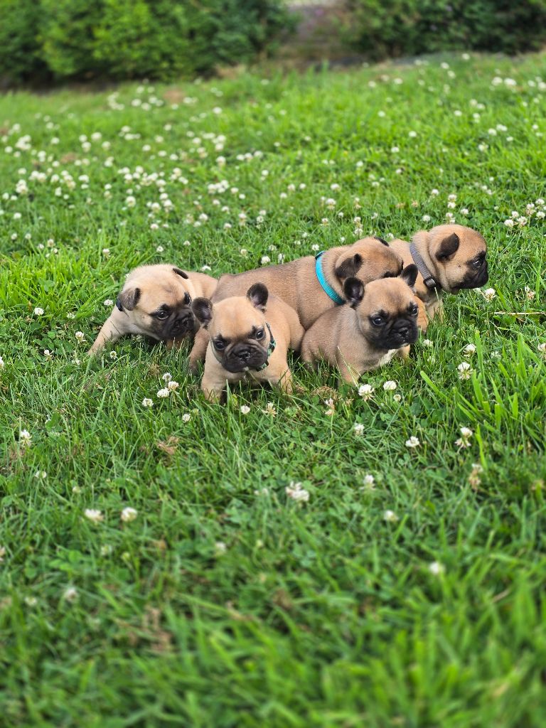 Chiot disponible à la réservation 