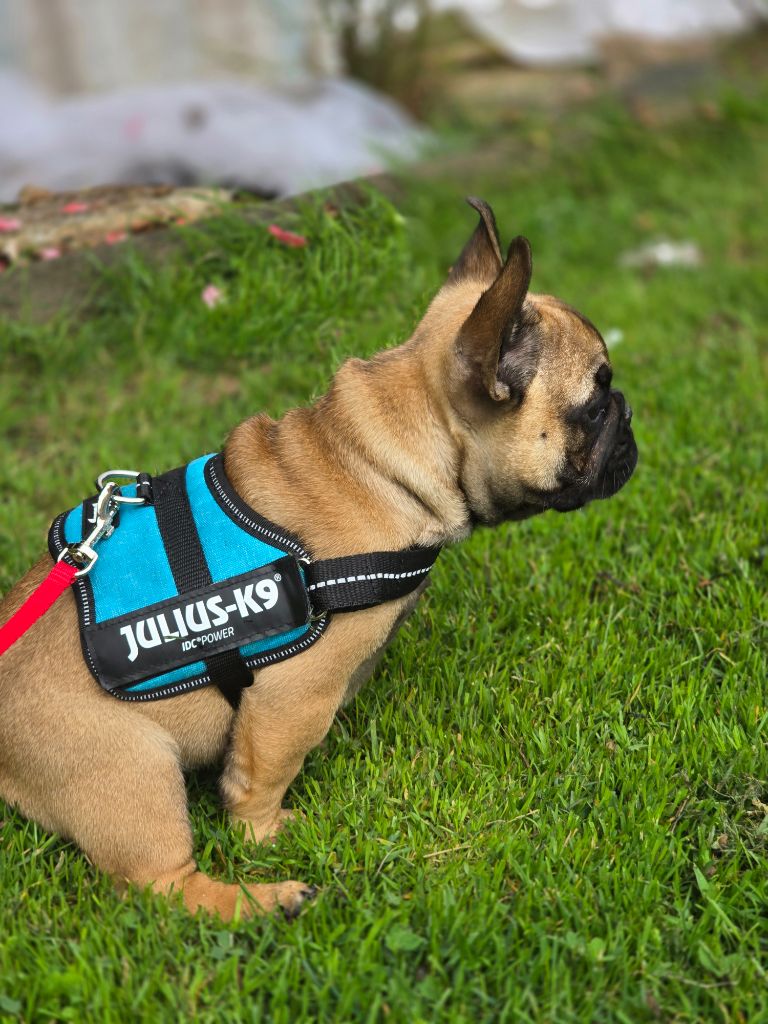 Chiot disponible de suite 