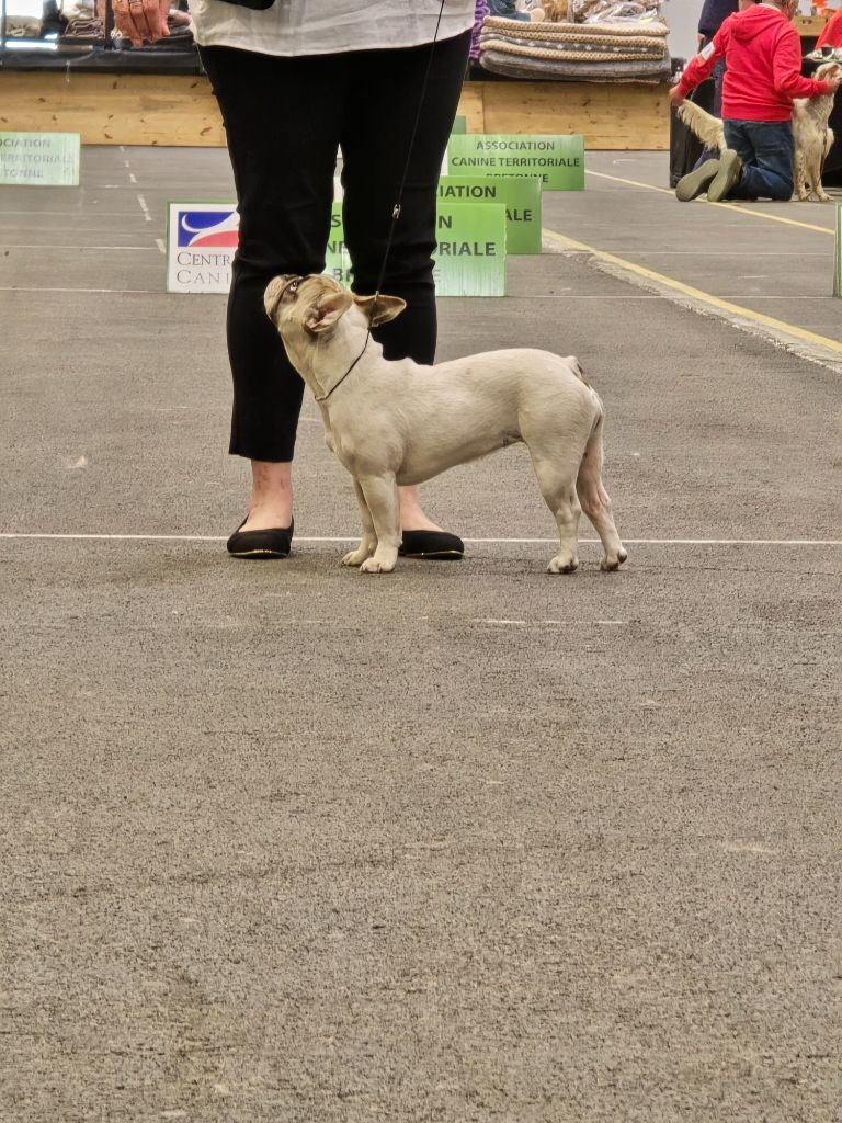 Exposition Canine