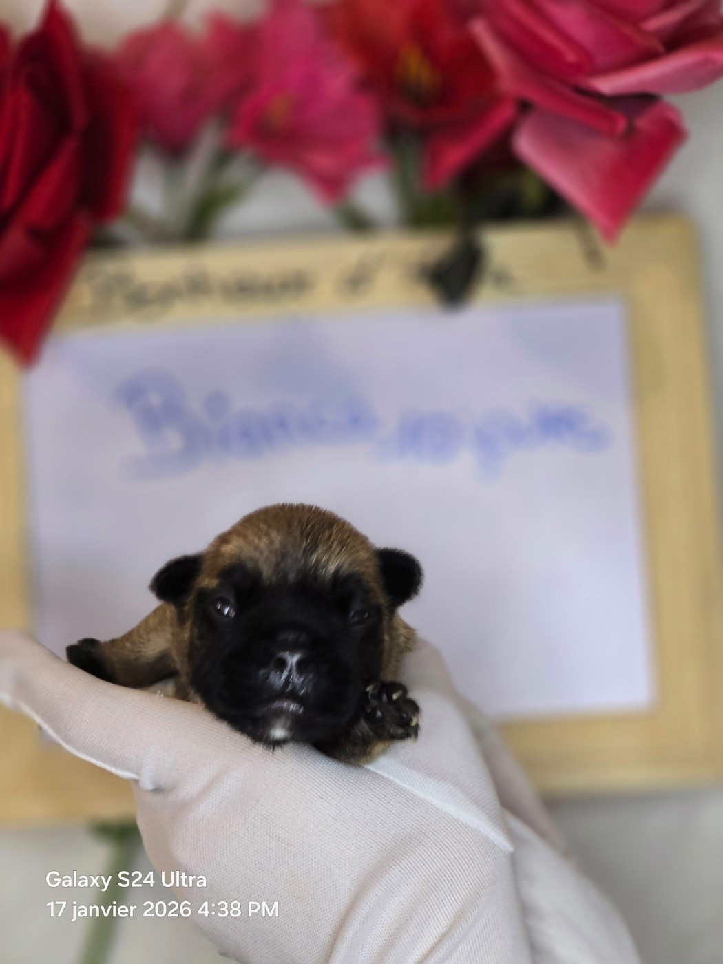 Bonheur D'Helia - Chiots disponibles - Bouledogue français
