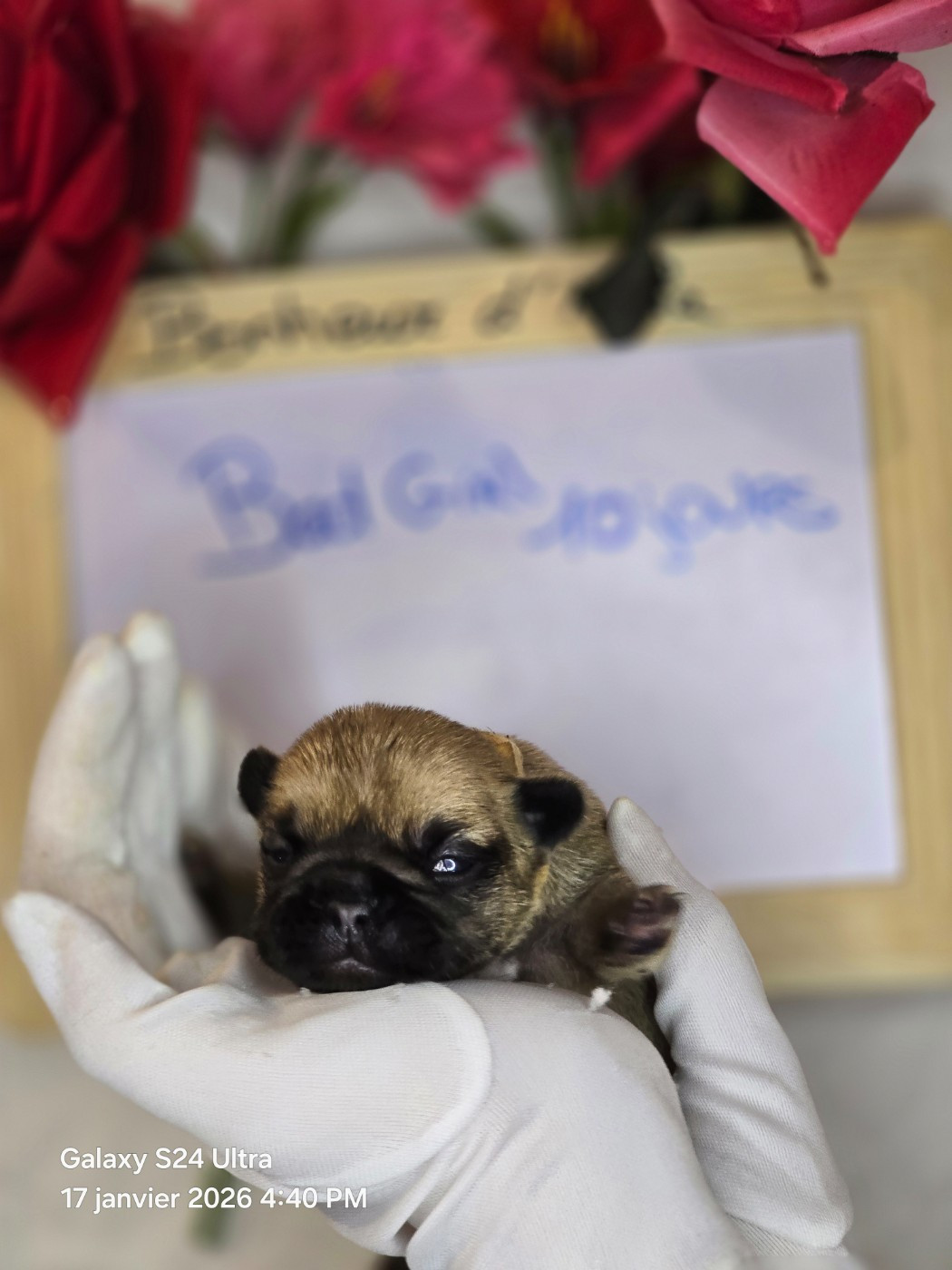 Bonheur D'Helia - Chiots disponibles - Bouledogue français