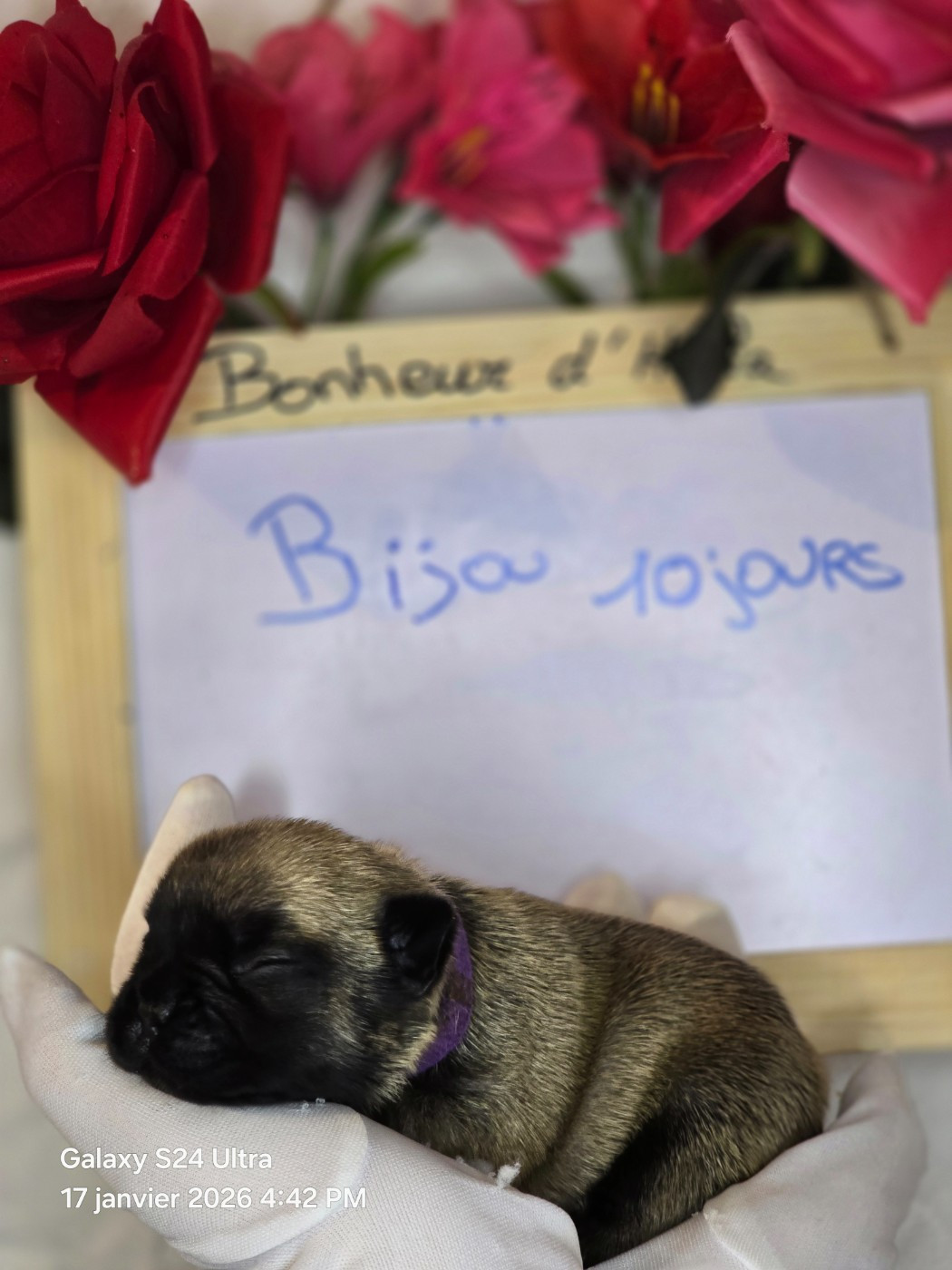 Bonheur D'Helia - Chiots disponibles - Bouledogue français