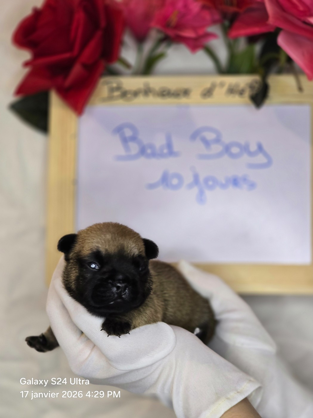 Bonheur D'Helia - Chiots disponibles - Bouledogue français