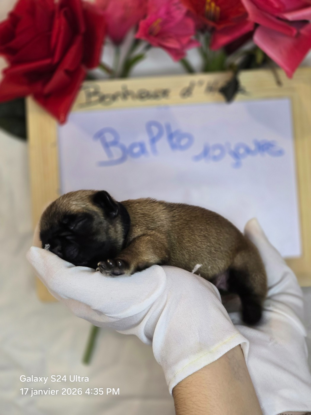 Bonheur D'Helia - Chiots disponibles - Bouledogue français