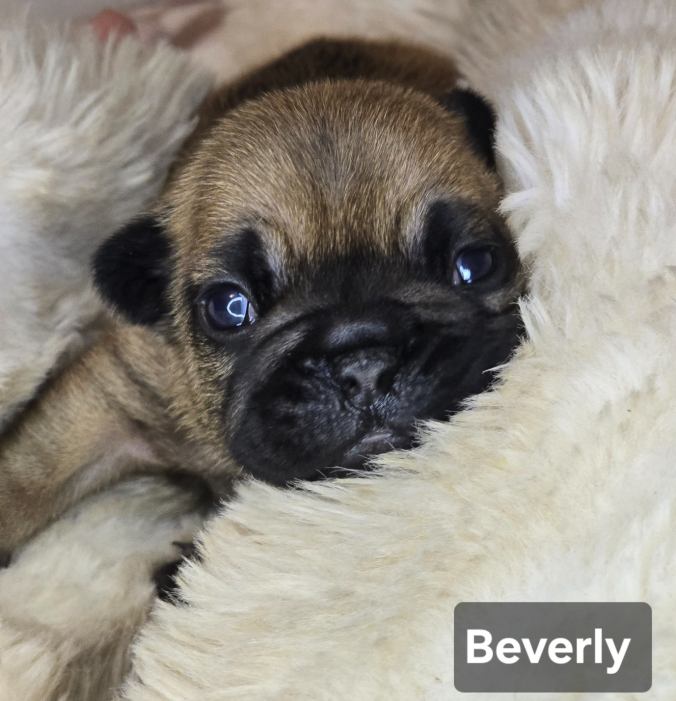 Bonheur D'Helia - Chiots disponibles - Bouledogue français