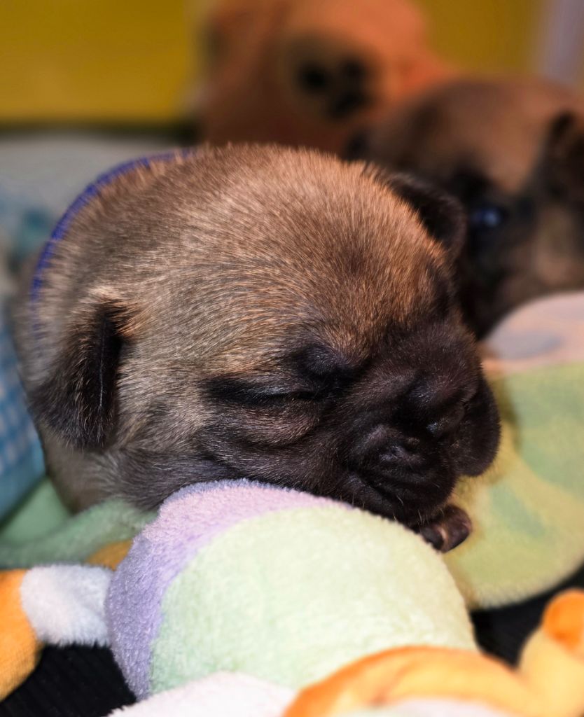 Bonheur D'Helia - Chiots disponibles - Bouledogue français