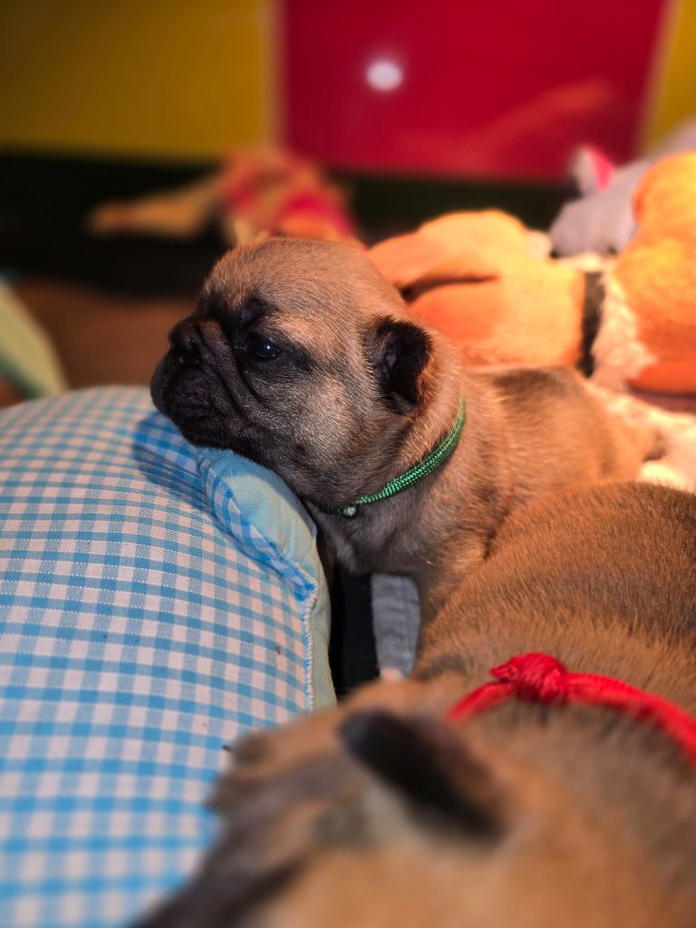 Bonheur D'Helia - Chiots disponibles - Bouledogue français