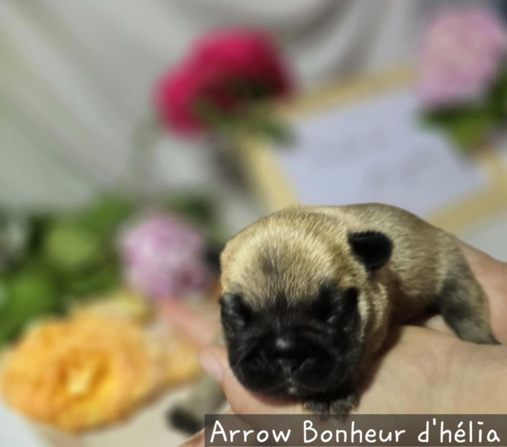 Bonheur D'Helia - Chiots disponibles - Bouledogue français