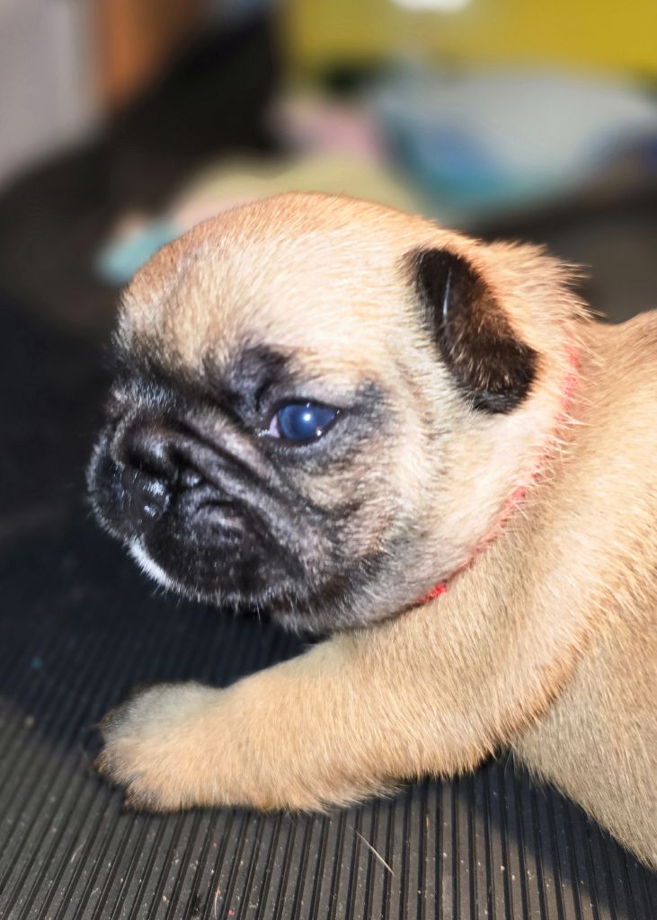 Bonheur D'Helia - Chiots disponibles - Bouledogue français