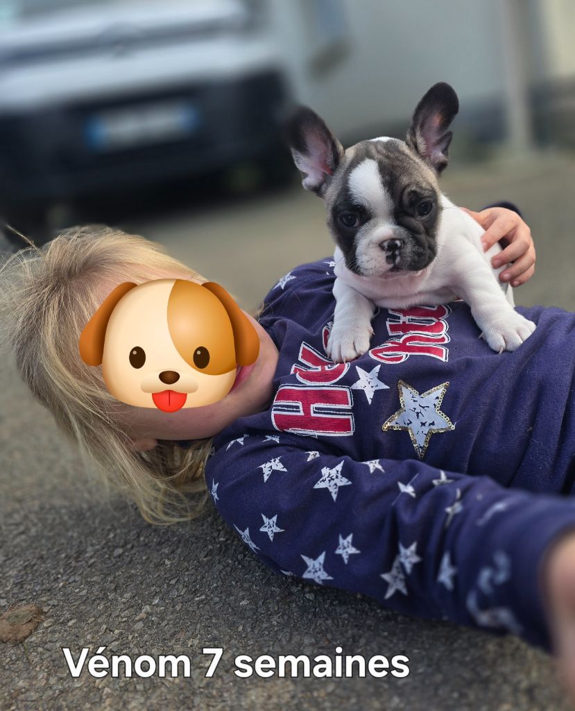 Bonheur D'Helia - Bouledogue français - Portée née le 28/09/2024