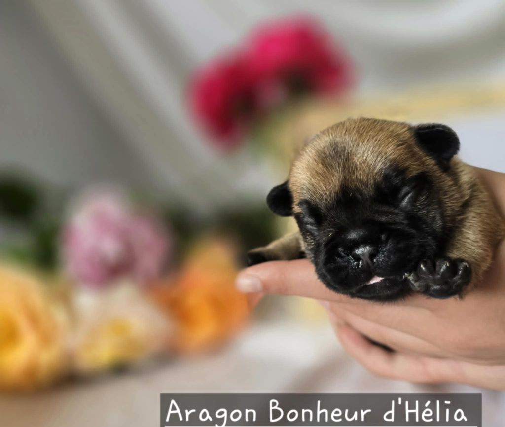 Bonheur D'Helia - Chiots disponibles - Bouledogue français