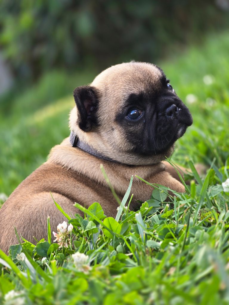 Bonheur D'Helia - Chiots disponibles - Bouledogue français