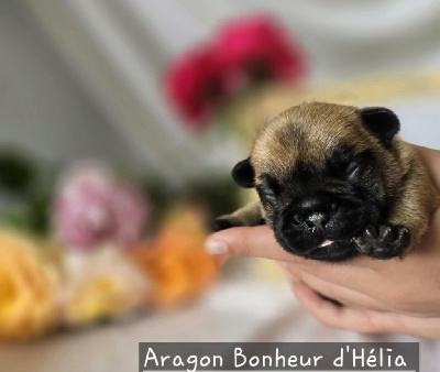 Aragon