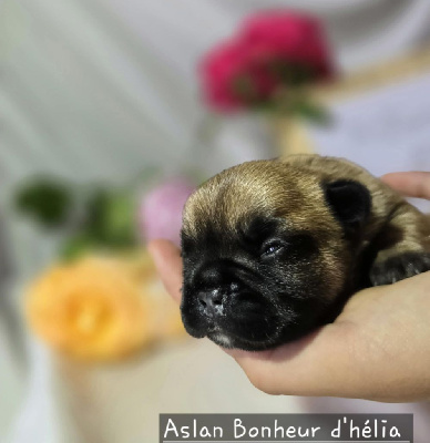 Aslan
