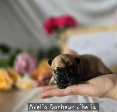 Adélia