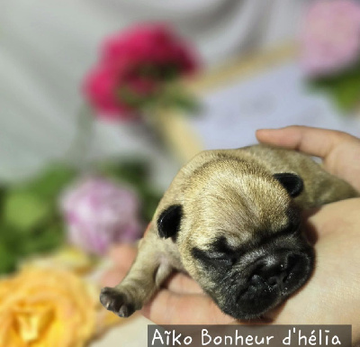 Aïko
