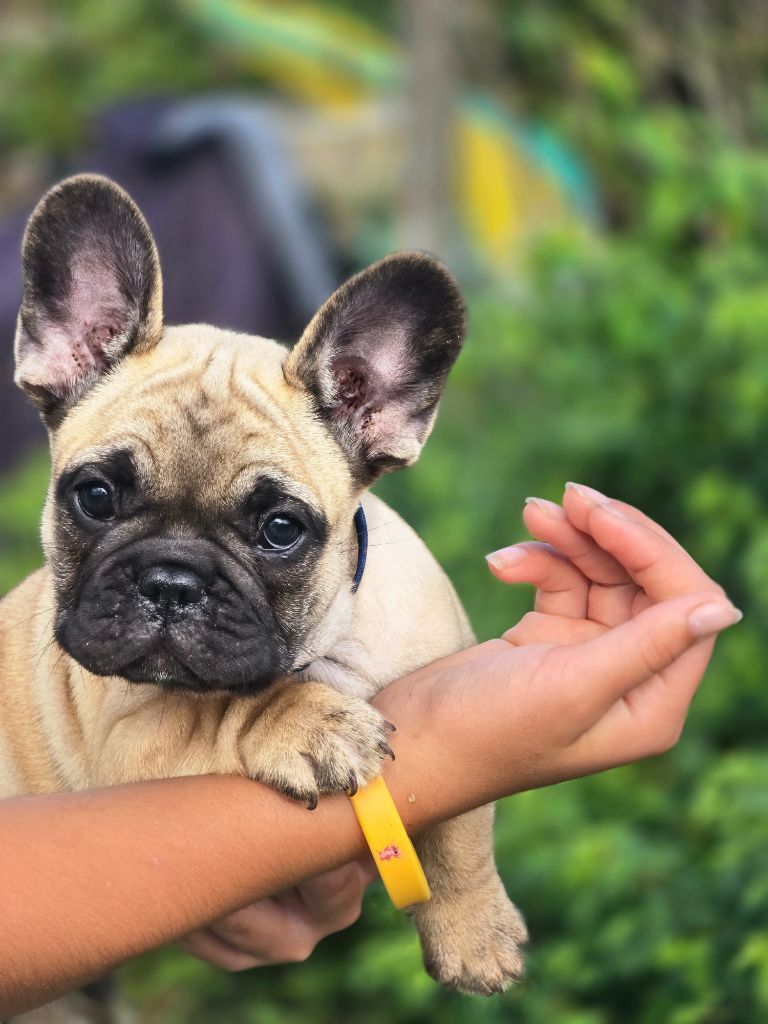 Bonheur D'Helia - Chiots disponibles - Bouledogue français