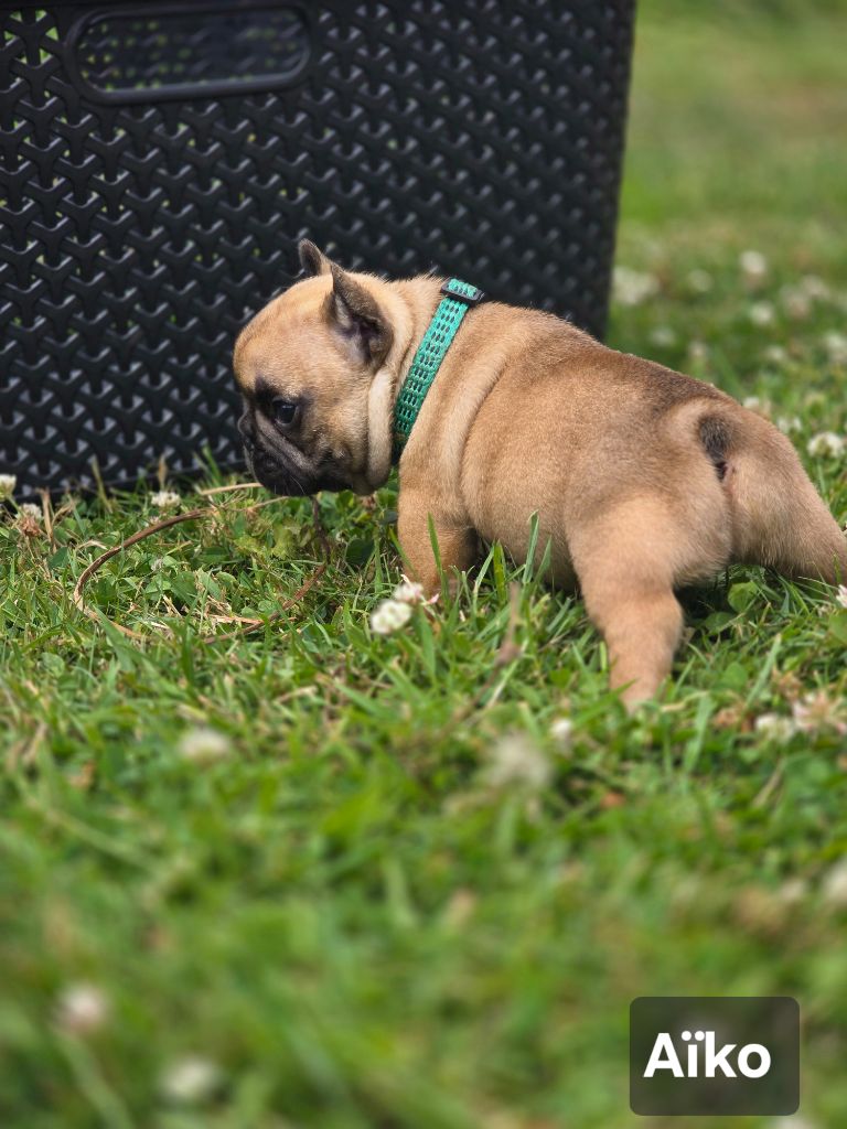 Bonheur D'Helia - Chiots disponibles - Bouledogue français