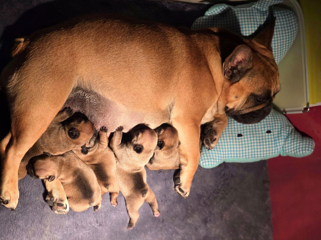 Chiot Bouledogue français Bonheur D'Helia