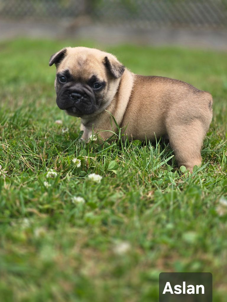 Bonheur D'Helia - Chiots disponibles - Bouledogue français