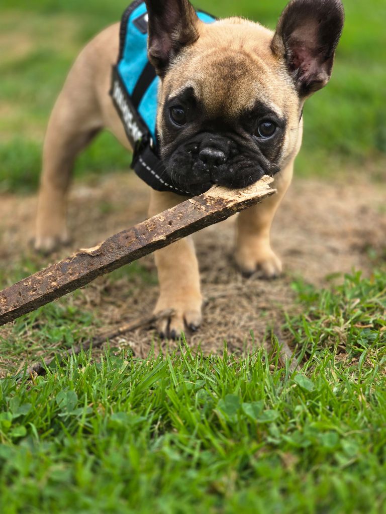 Bonheur D'Helia - Chiots disponibles - Bouledogue français